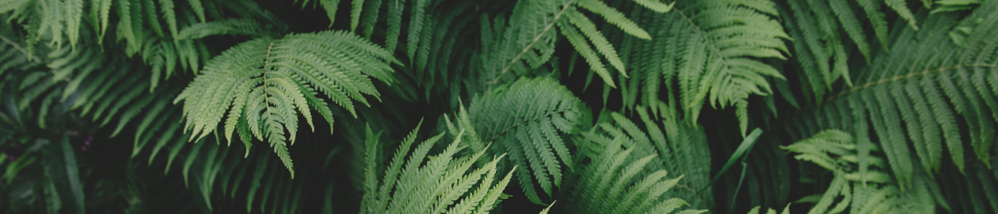 close-up of a fern plant in the shade